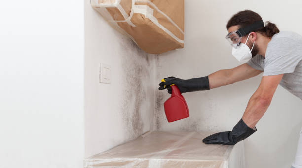 Attic Mold Remediation treatment on roof deck in Lincoln Park